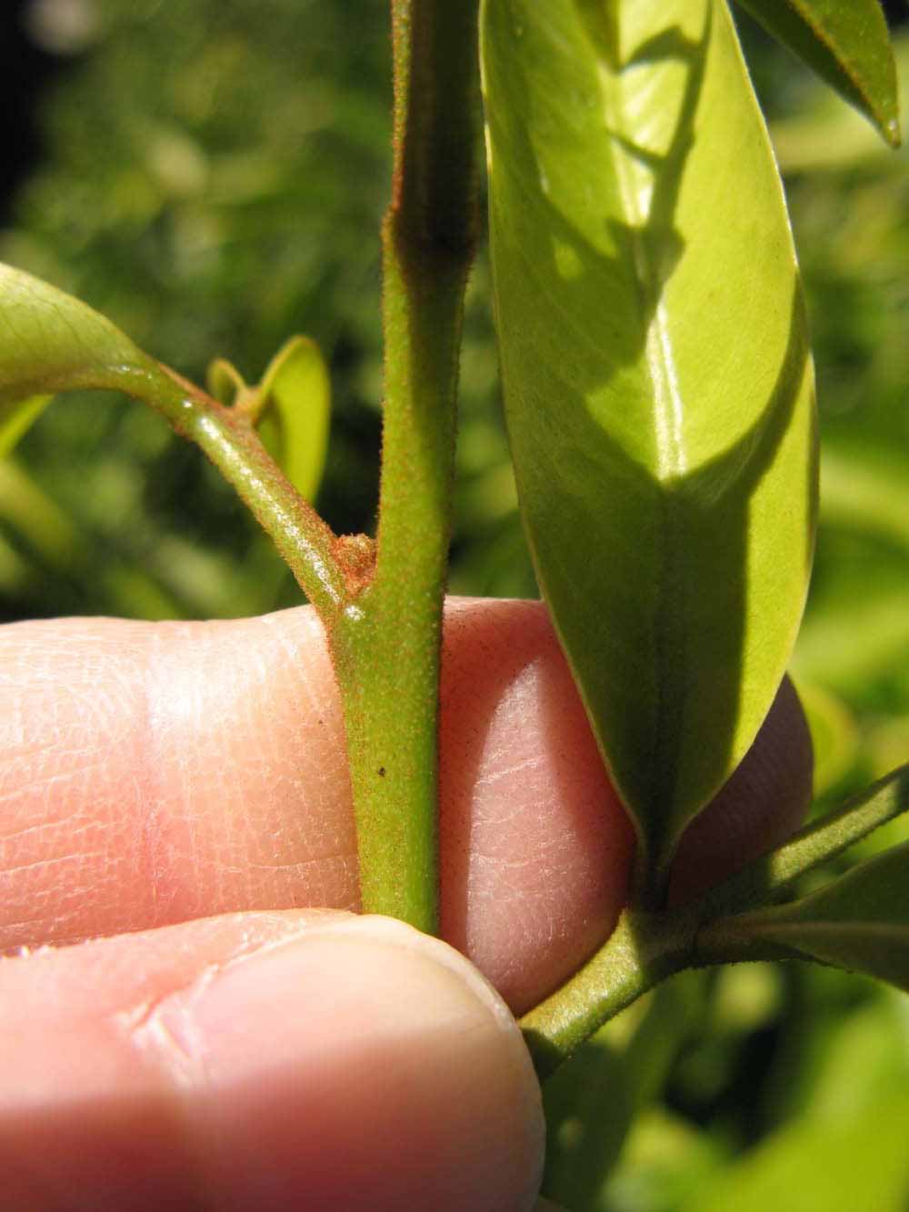              First year twig (Winter Haven, FL)       